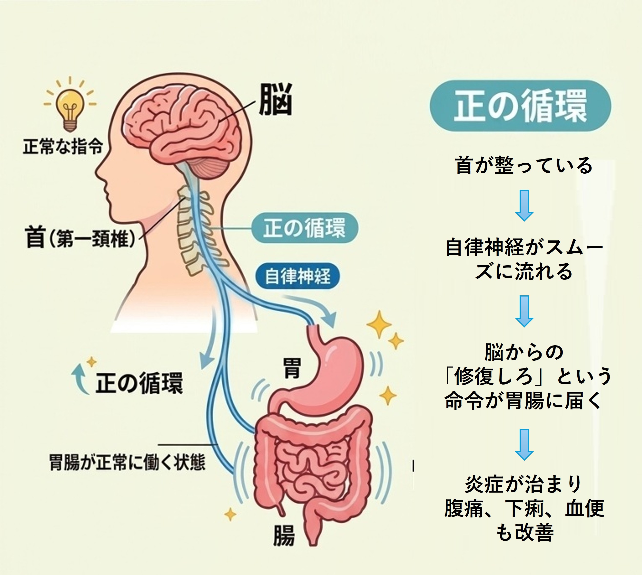 正の循環：首が整い胃腸が正常に働く