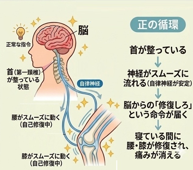 腰や膝の痛みが取れる循環