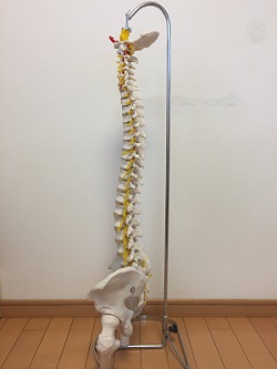 脊椎を正すのがカイロプラクティック